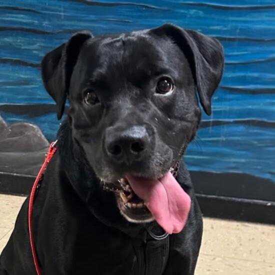 Cooper, Adoptable, Adult Male American Bulldog & Black Labrador Retriever.