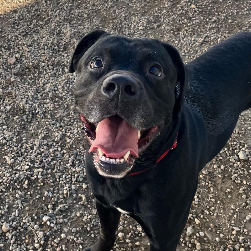 Enlarge Cooper, a Adoptable mixed breed in Yankton, SD image 2/3