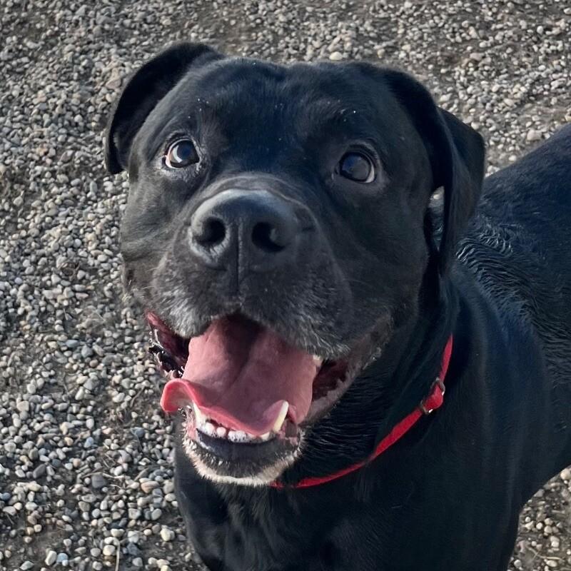 Enlarge Cooper, a Adoptable mixed breed in Yankton, SD image 3/3