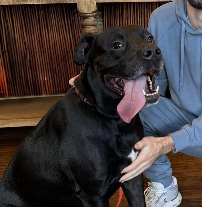 Enlarge Cooper, a Adoptable mixed breed in Yankton, SD image 3/6