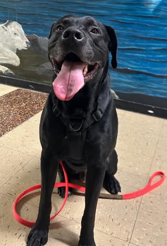 Enlarge Cooper, a Adoptable mixed breed in Yankton, SD image 4/6