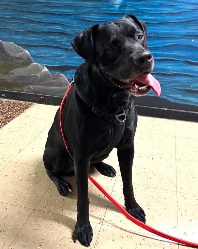 Enlarge Cooper, a Adoptable mixed breed in Yankton, SD image 5/6