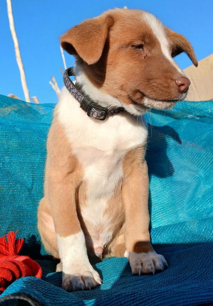 Mung Bean, Adoptable, Puppy Male Rhodesian Ridgeback.