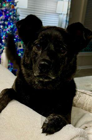 Kylie, Adoptable, Adult Female Labrador Retriever.