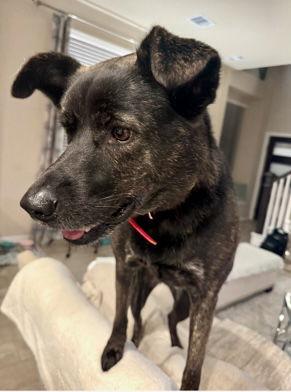 Enlarge Kylie, a Adoptable Labrador Retriever in Montgomery, TX image 2/3