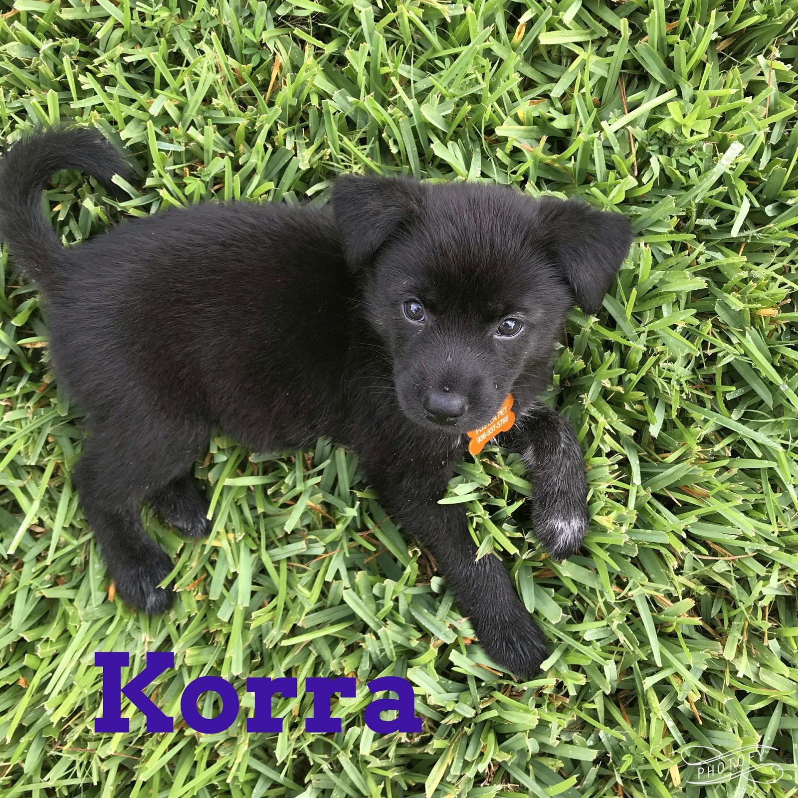 Enlarge Kylie, a Adoptable Labrador Retriever in Montgomery, TX image 3/3