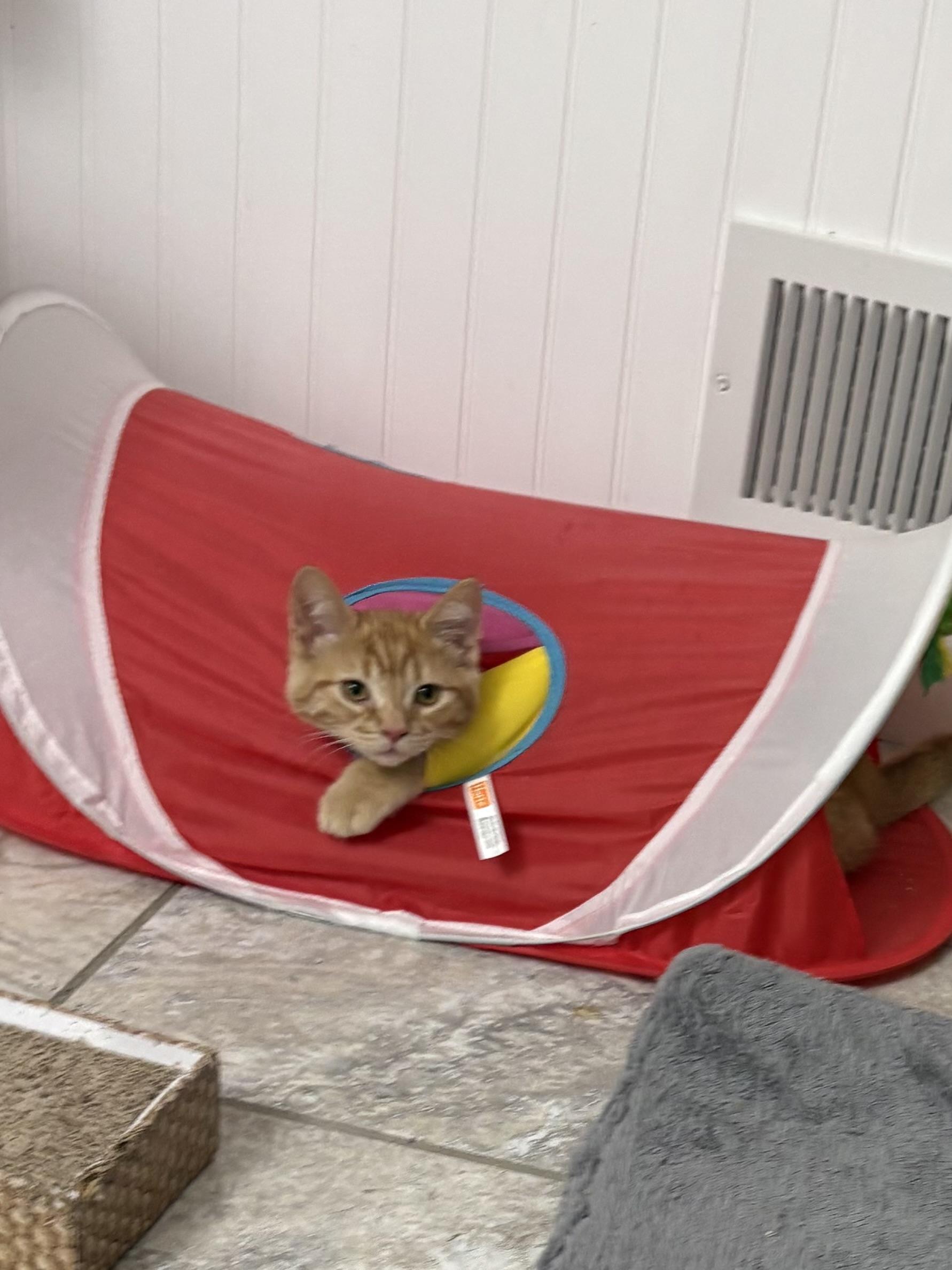 Enlarge Shakira, a Adoptable Domestic Short Hair in Paw Paw, MI image 2/4