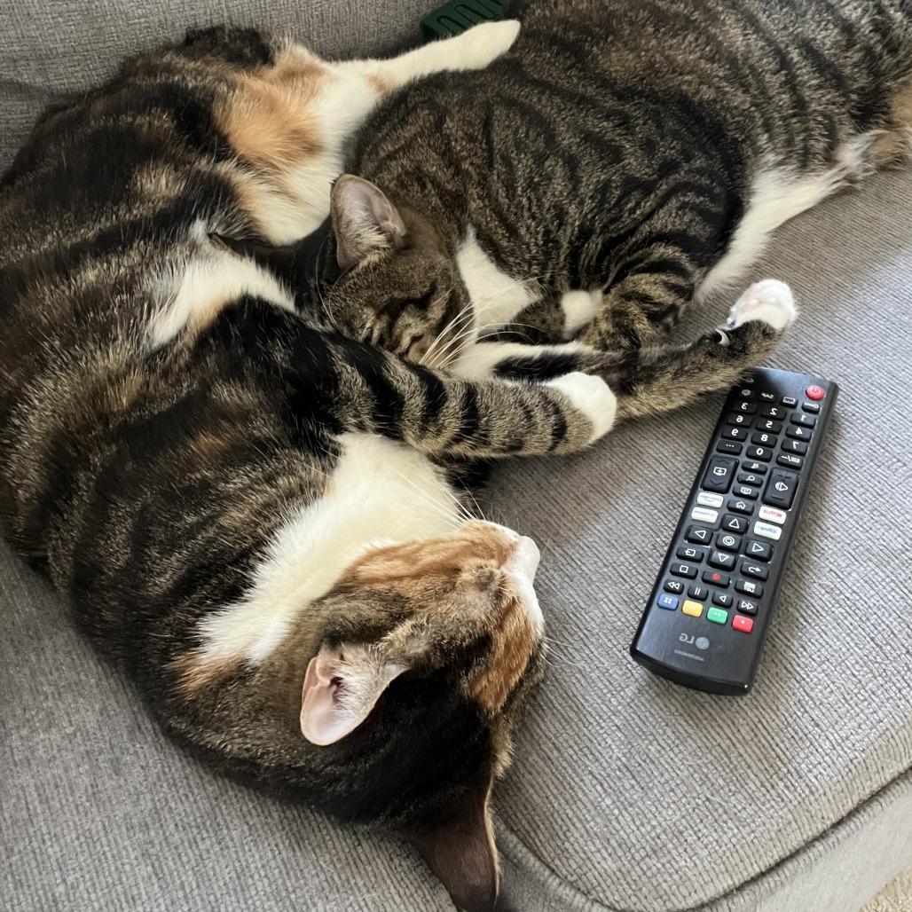 Enlarge Danish bonded Croissant, a Adoptable Domestic Short Hair in Middle Village, NY image 1/6