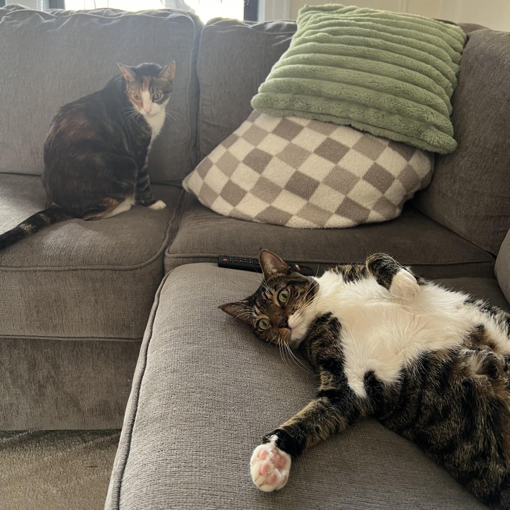 Enlarge Danish bonded Croissant, a Adoptable Domestic Short Hair in Middle Village, NY image 2/6