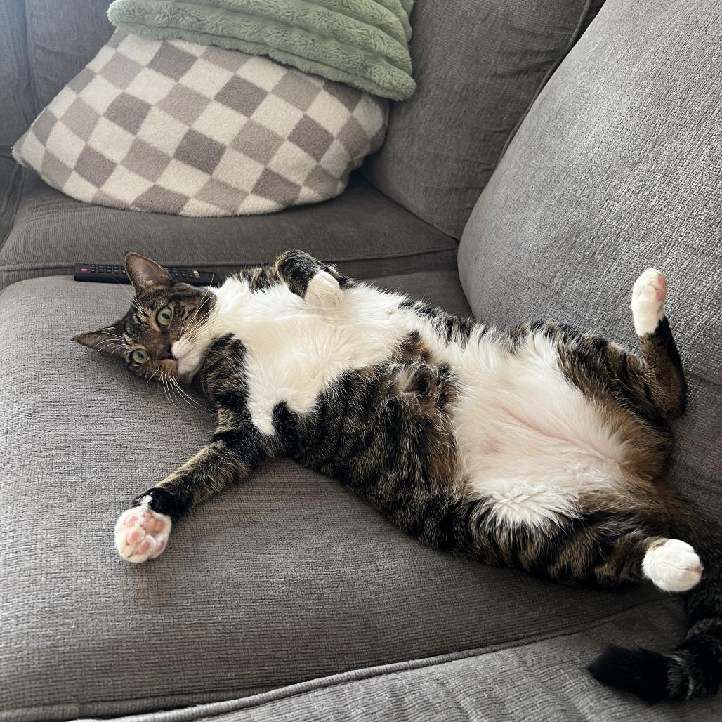 Enlarge Danish bonded Croissant, a Adoptable Domestic Short Hair in Middle Village, NY image 3/6