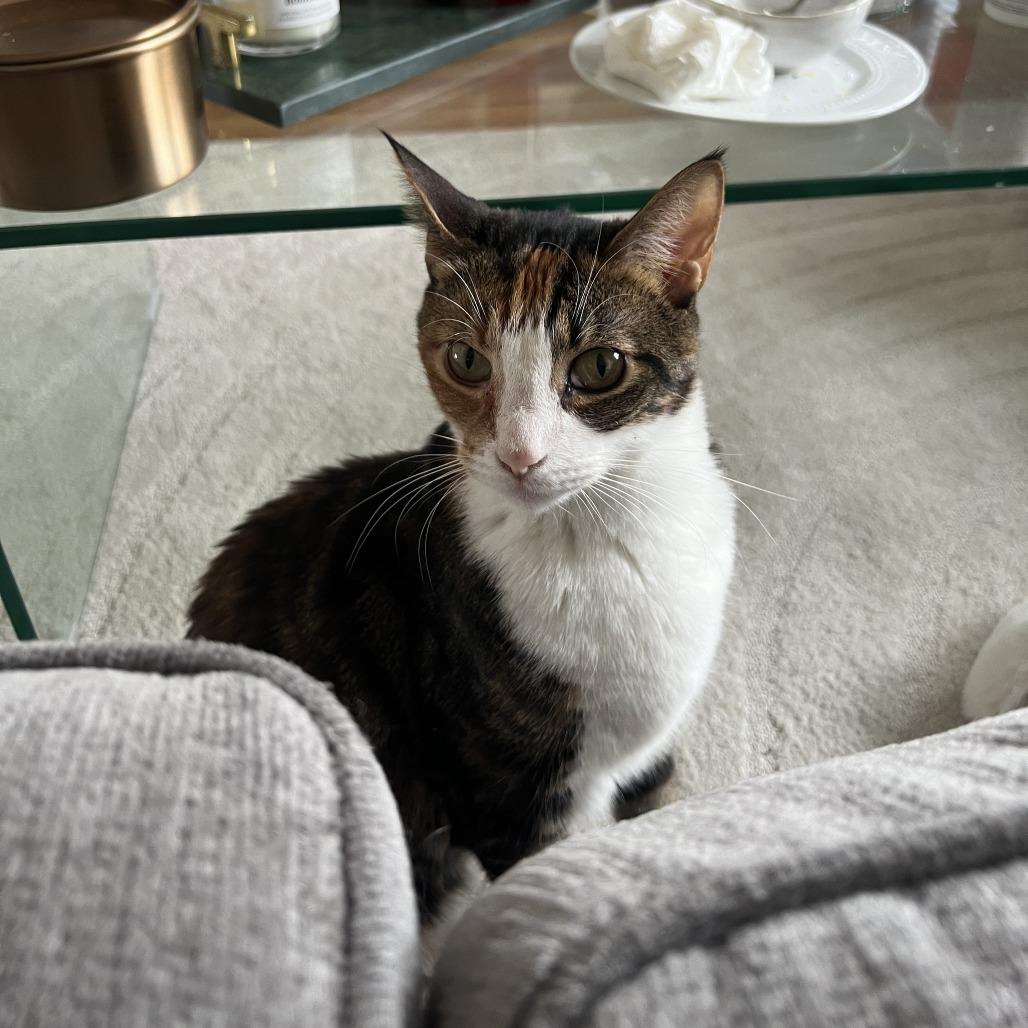 Danish bonded Croissant — thumbnail 4