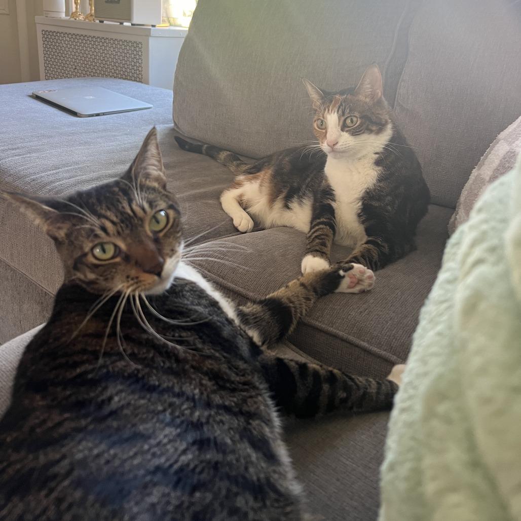 Enlarge Danish bonded Croissant, a Adoptable Domestic Short Hair in Middle Village, NY image 5/6