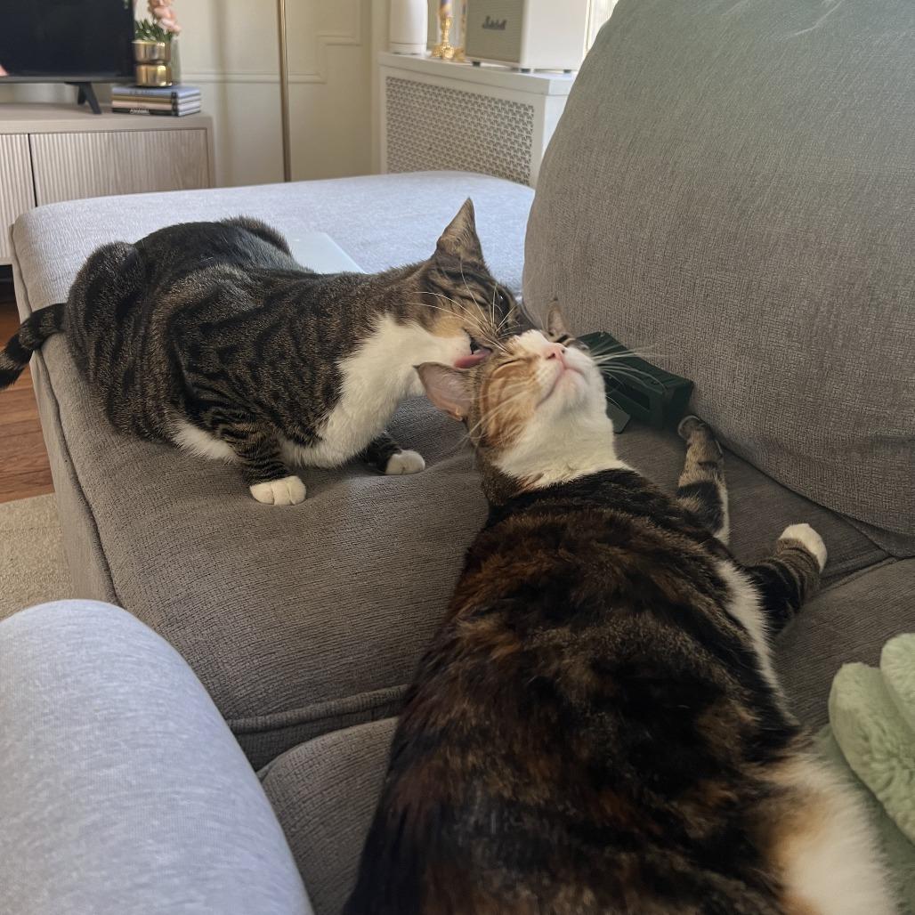 Enlarge Danish bonded Croissant, a Adoptable Domestic Short Hair in Middle Village, NY image 6/6