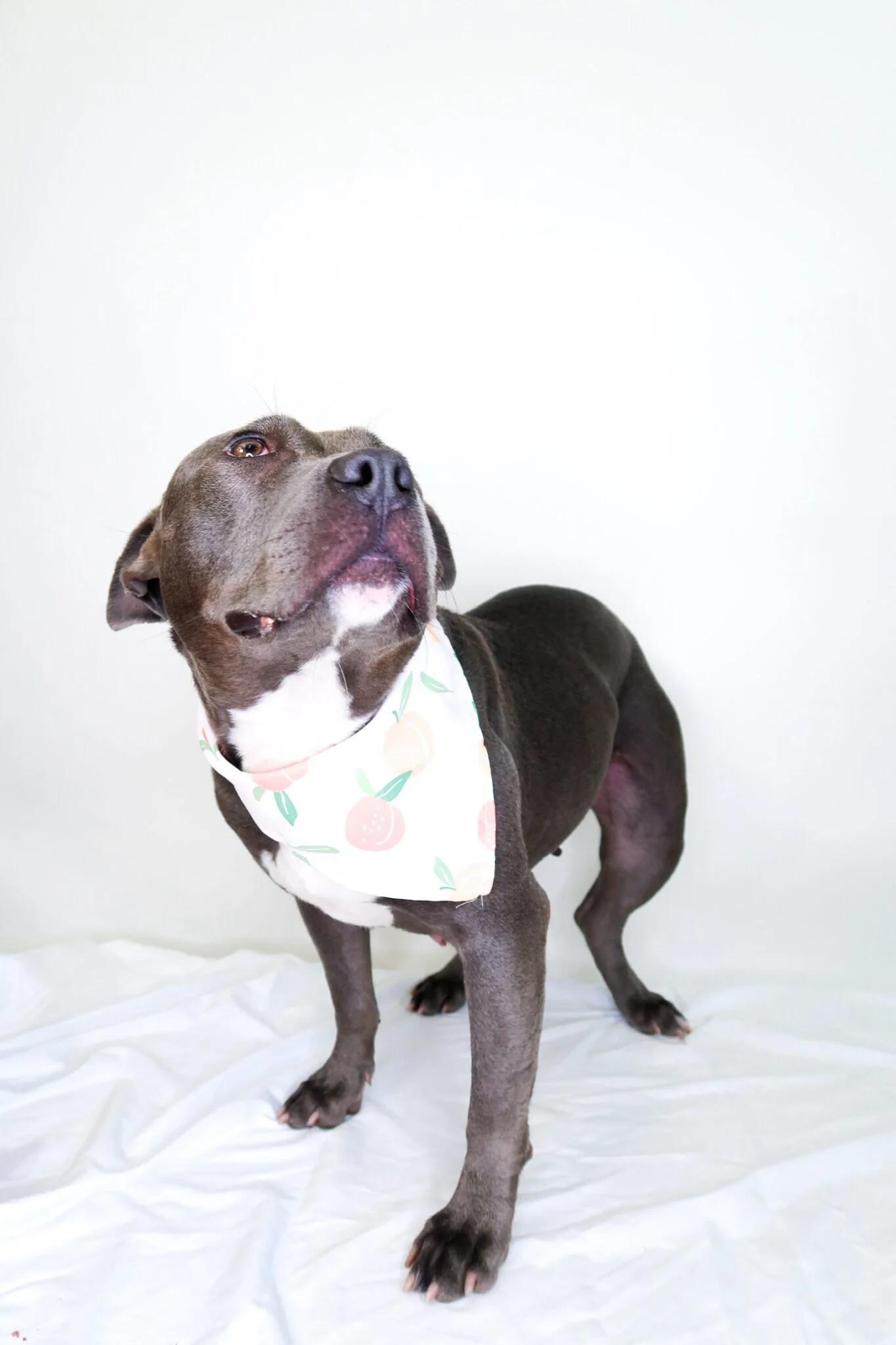Sterling, a ADOPTABLE mixed breed in Bixby, OK image 5/5