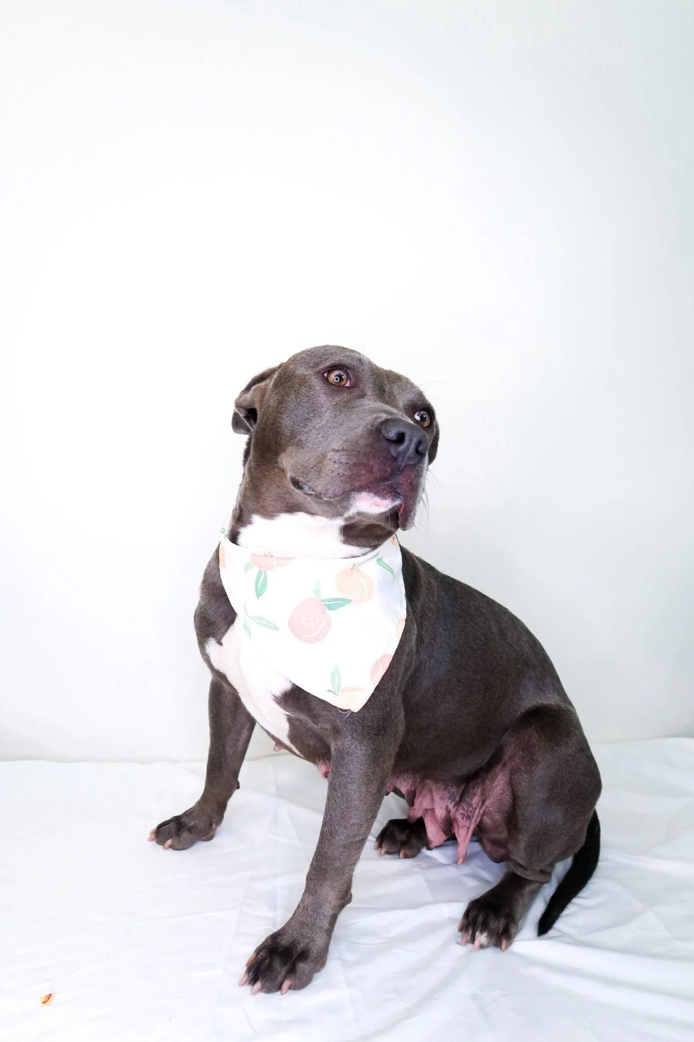Sterling, a ADOPTABLE mixed breed in Bixby, OK image 2/5