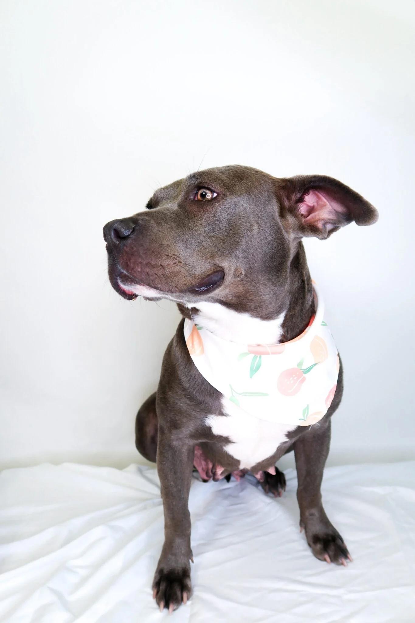 Sterling, a ADOPTABLE mixed breed in Bixby, OK image 3/5