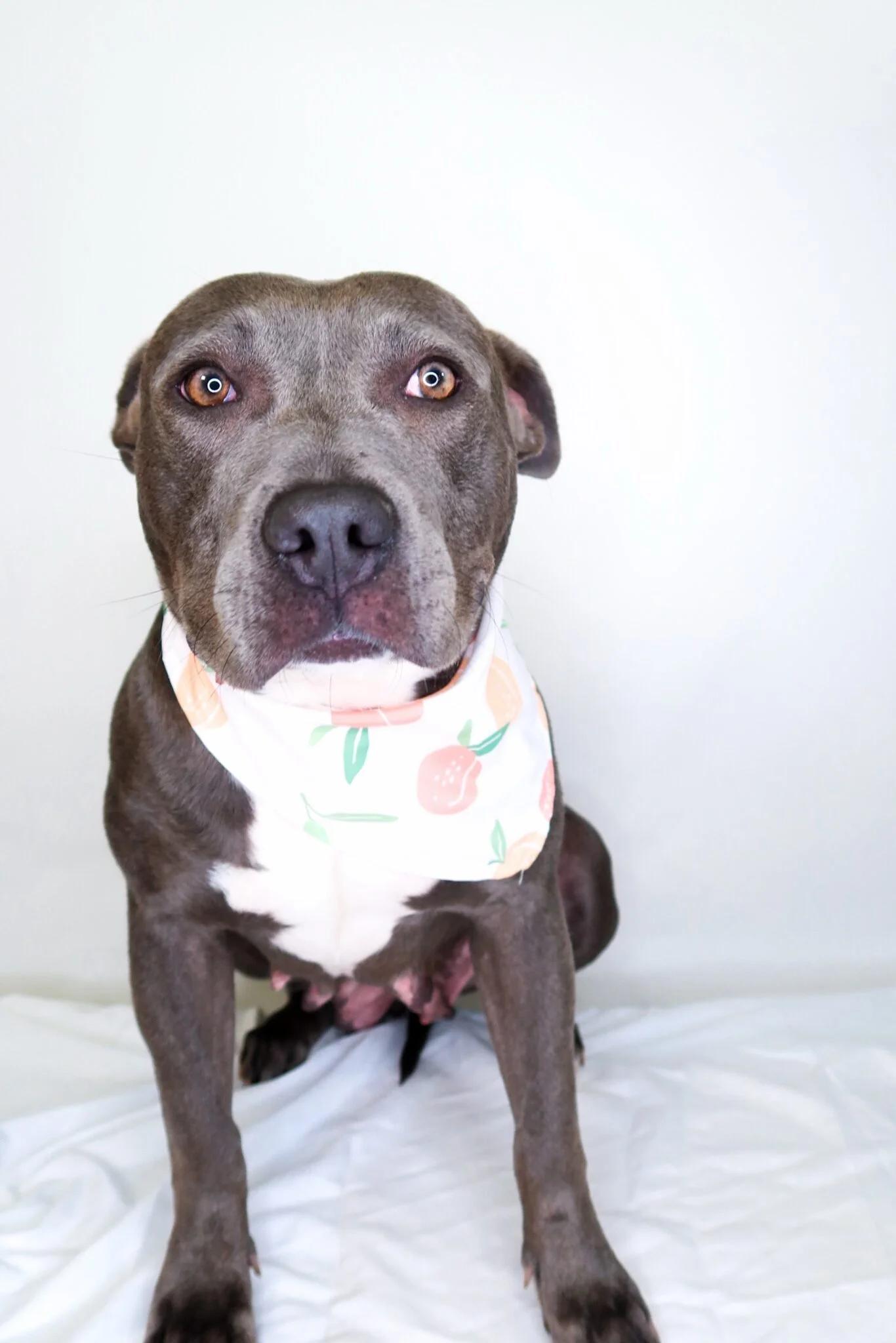Sterling, a ADOPTABLE mixed breed in Bixby, OK image 4/5