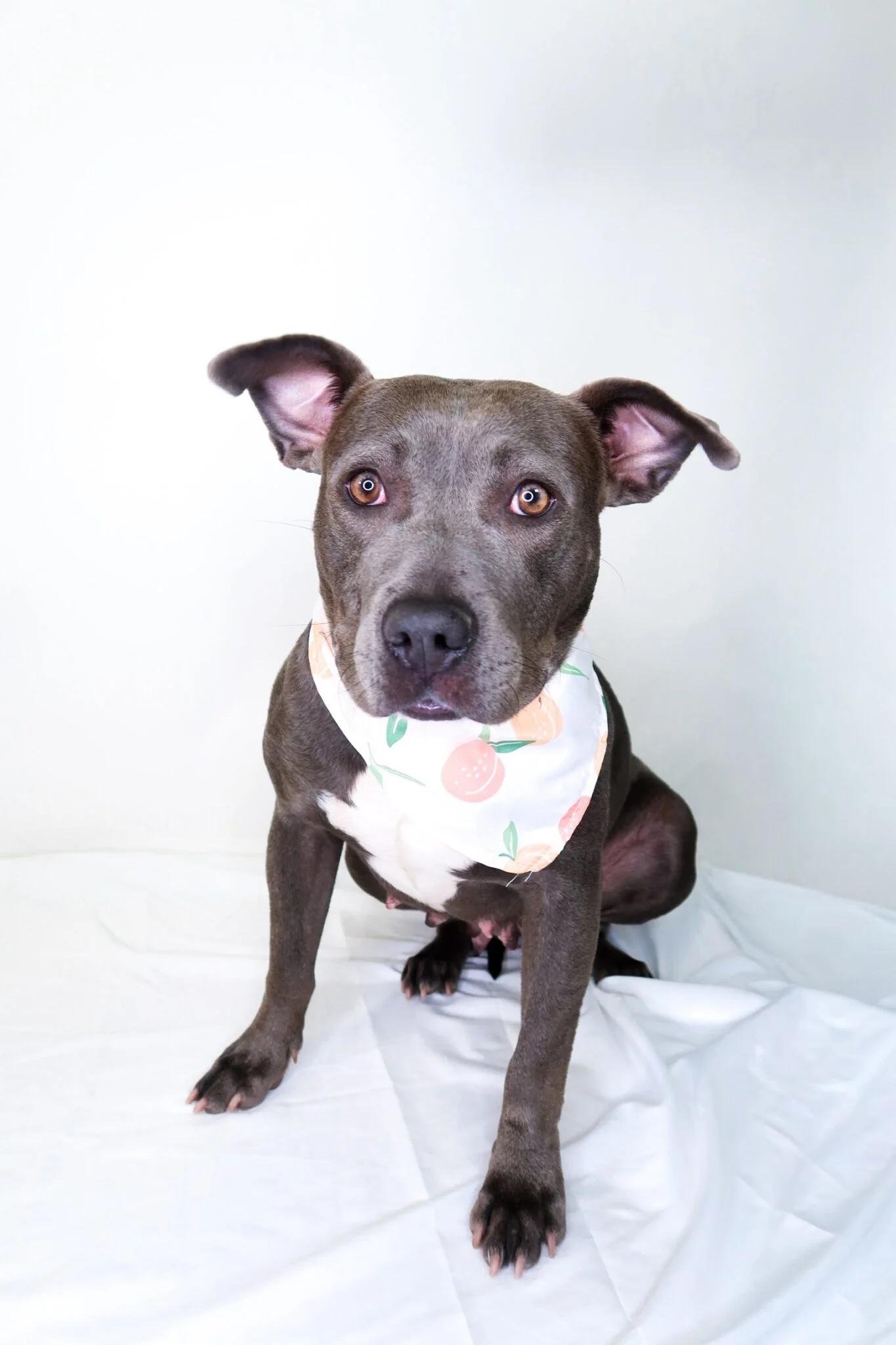 Sterling, ADOPTABLE, Adult Female Pit Bull Terrier.