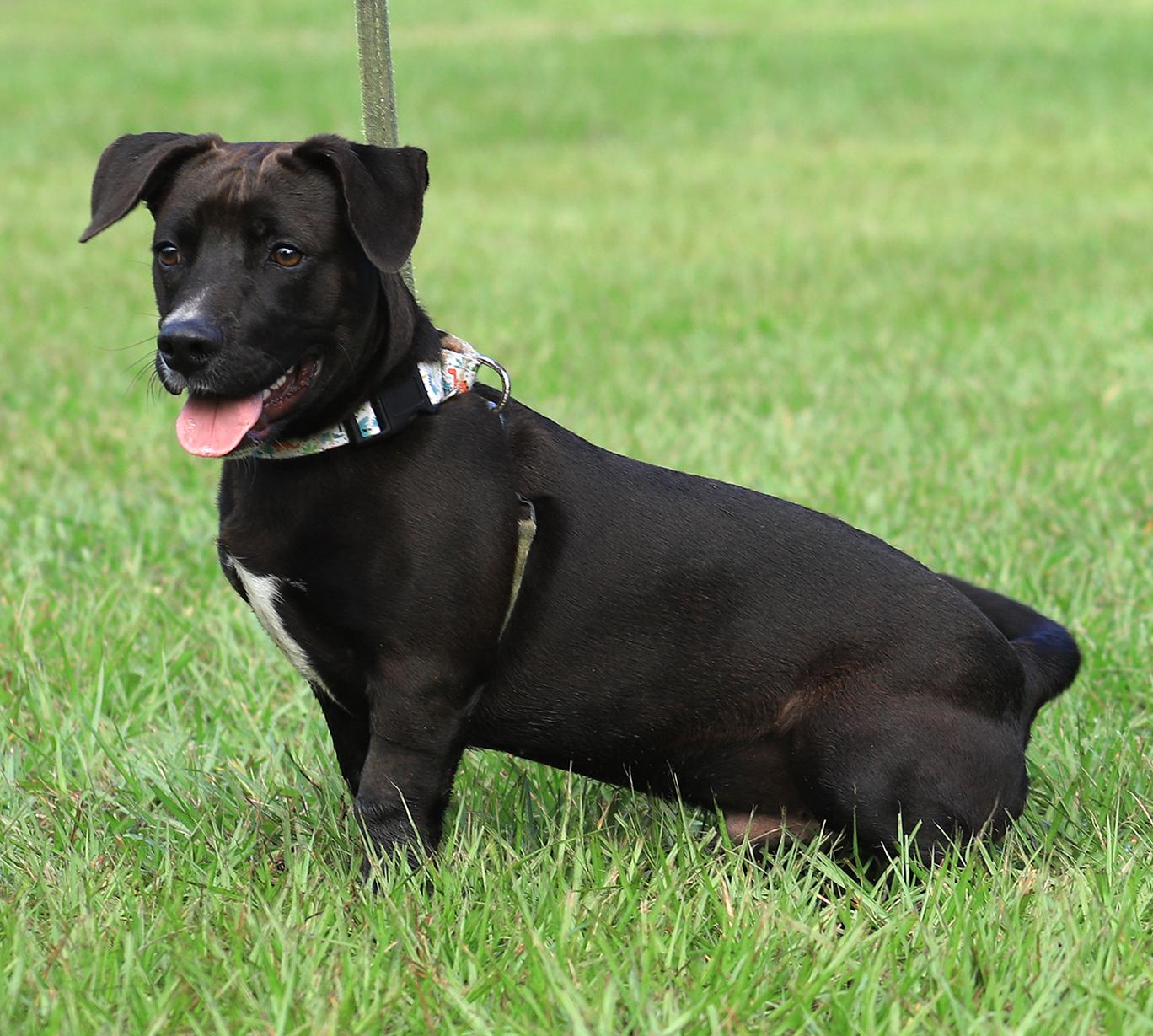 Enlarge Max, a Adopted Chihuahua in North Fort Myers, FL image 6/6