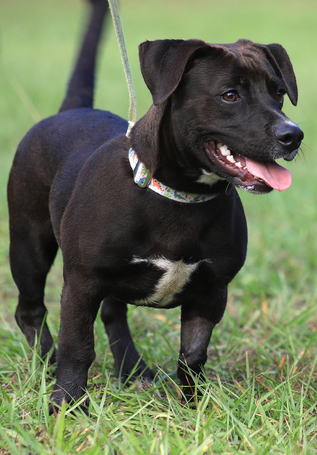 Enlarge Max, a Adopted Chihuahua in North Fort Myers, FL image 1/6