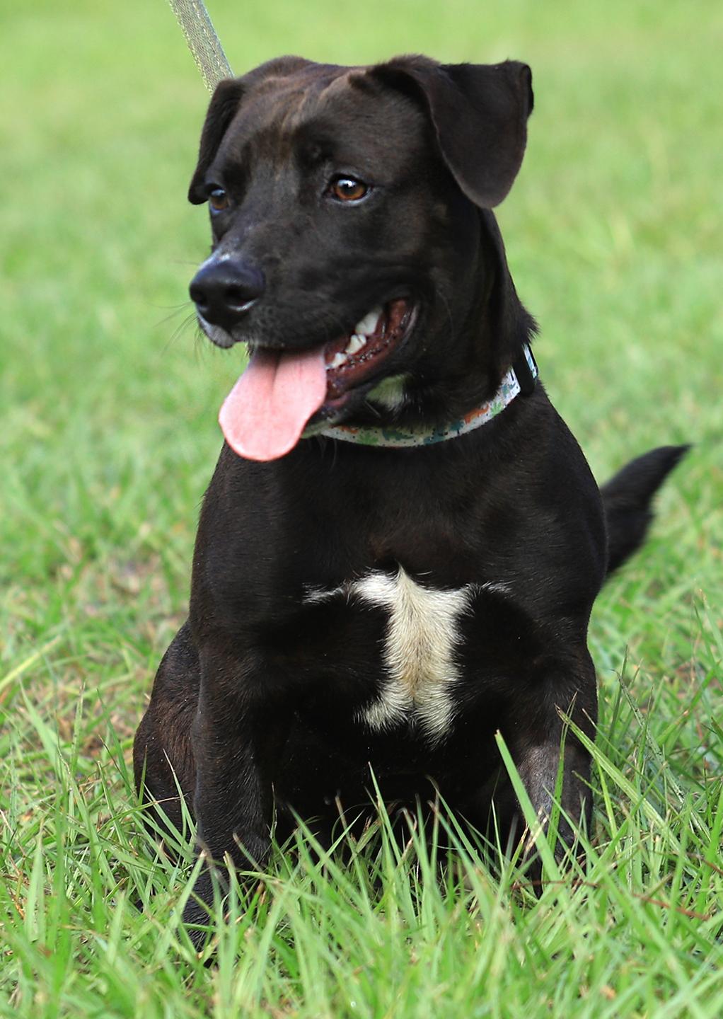 Enlarge Max, a Adopted Chihuahua in North Fort Myers, FL image 5/6