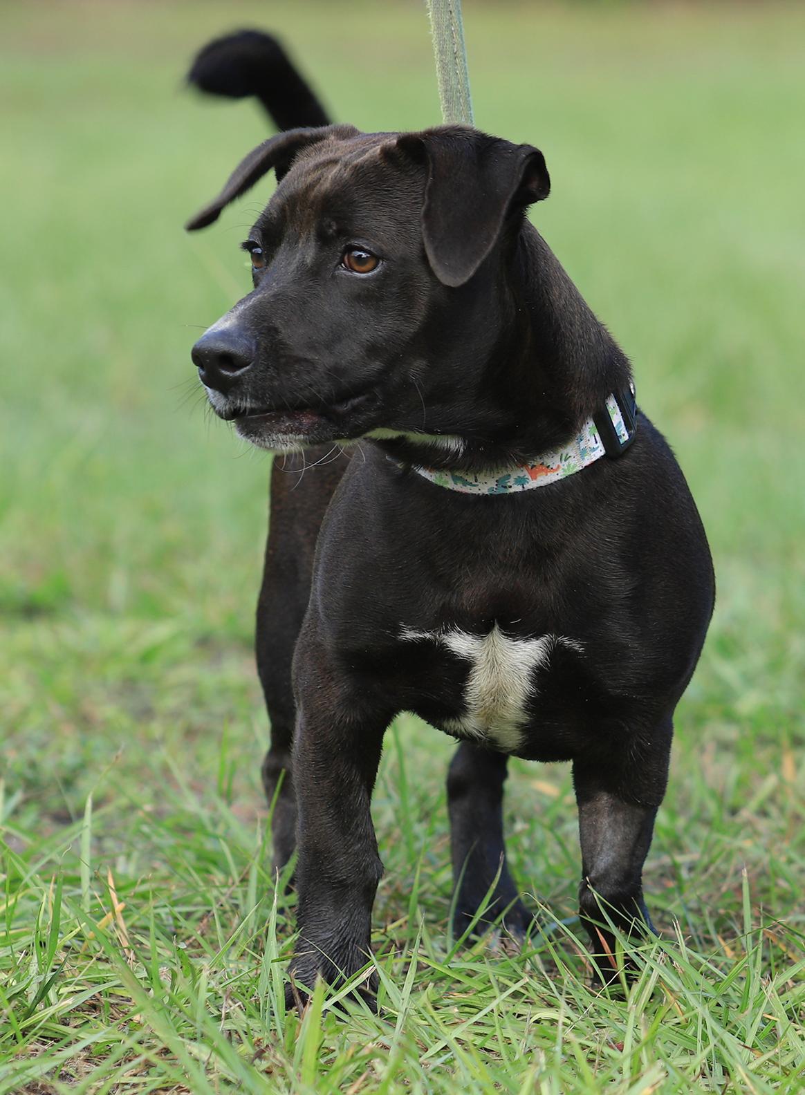 Enlarge Max, a Adopted Chihuahua in North Fort Myers, FL image 3/6