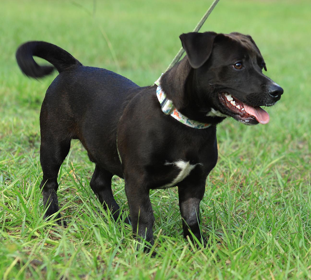 Enlarge Max, a Adopted Chihuahua in North Fort Myers, FL image 4/6
