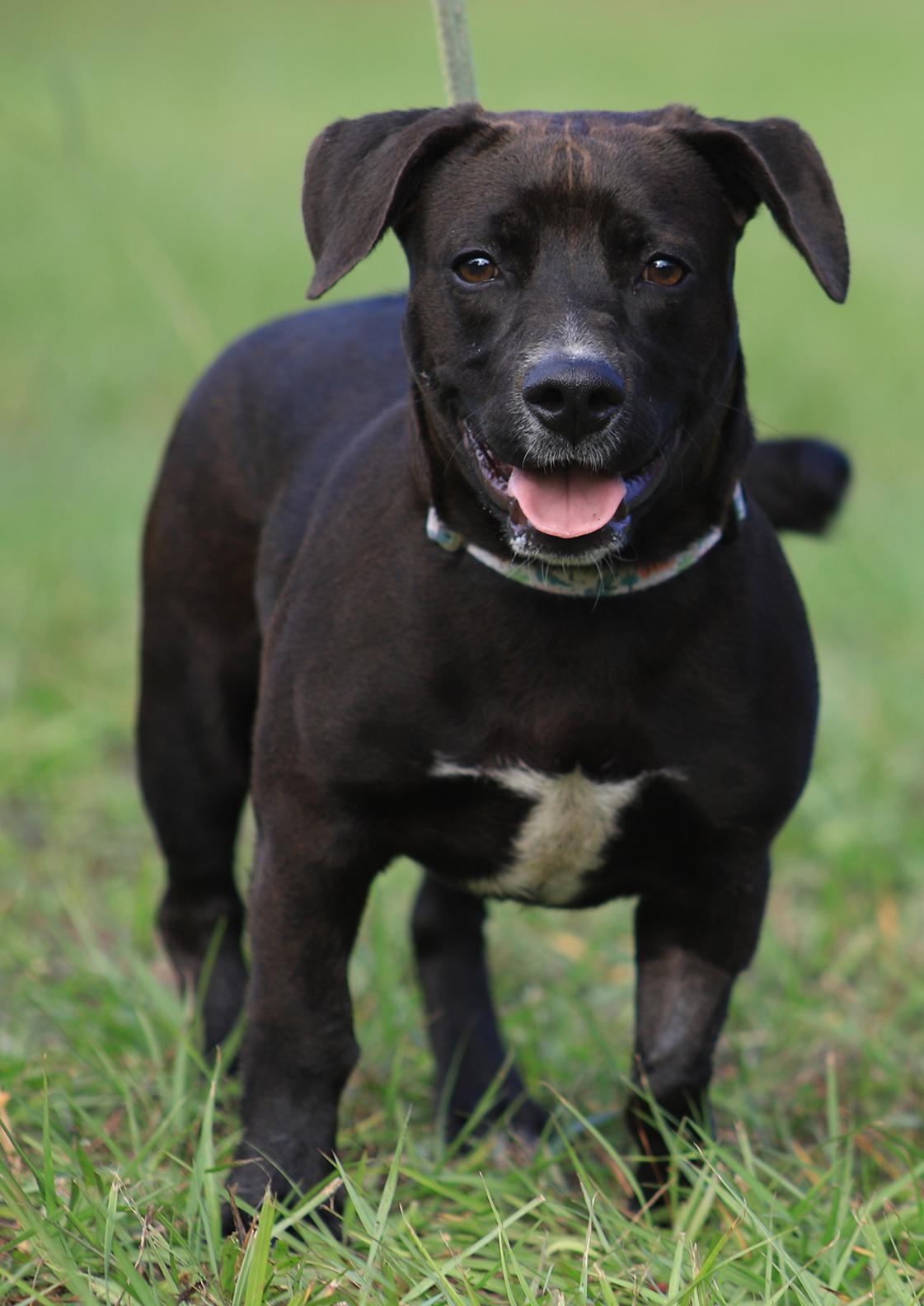 Enlarge Max, a Adopted Chihuahua in North Fort Myers, FL image 2/6