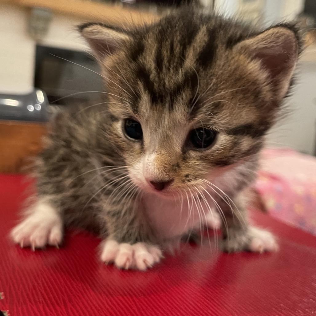 Leif Spring- TL, a Adoptable mixed breed in Tallahassee, FL image 6/6