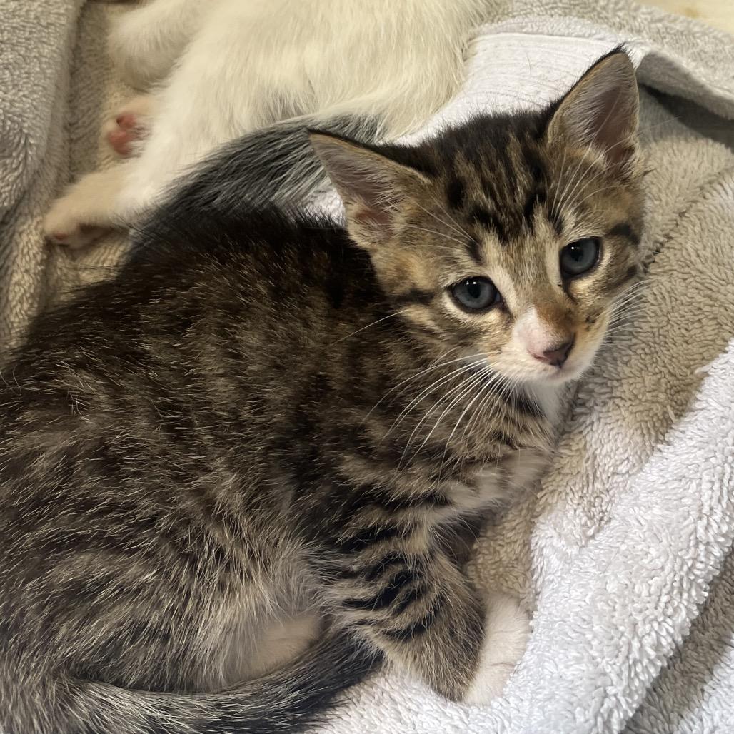 Leif Spring- TL, a Adoptable mixed breed in Tallahassee, FL image 3/6