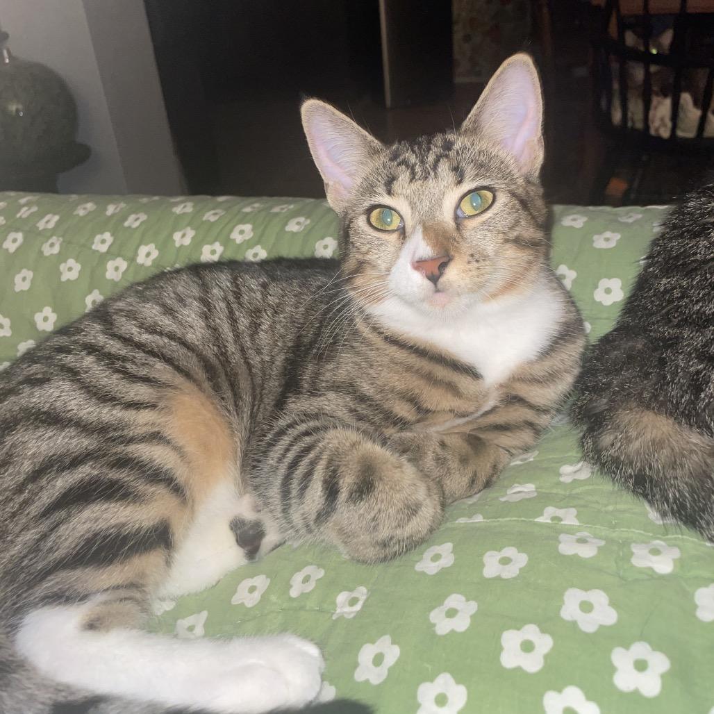 Enlarge Leif Spring- TL, a Adoptable mixed breed in Tallahassee, FL image 1/6