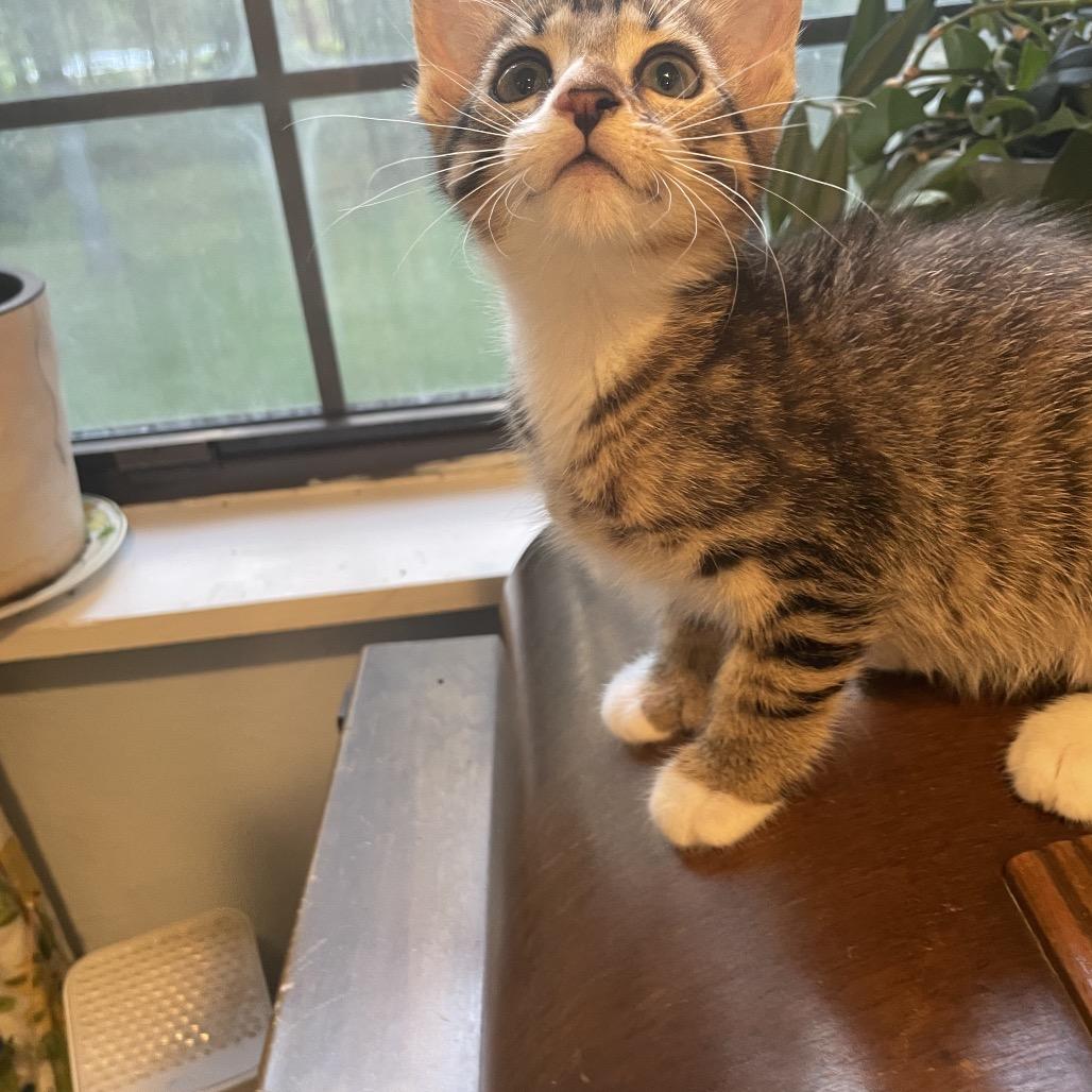 Leif Spring- TL, Adoptable, Young Female Domestic Short Hair & Extra-Toes Cat / Hemingway Polydactyl.