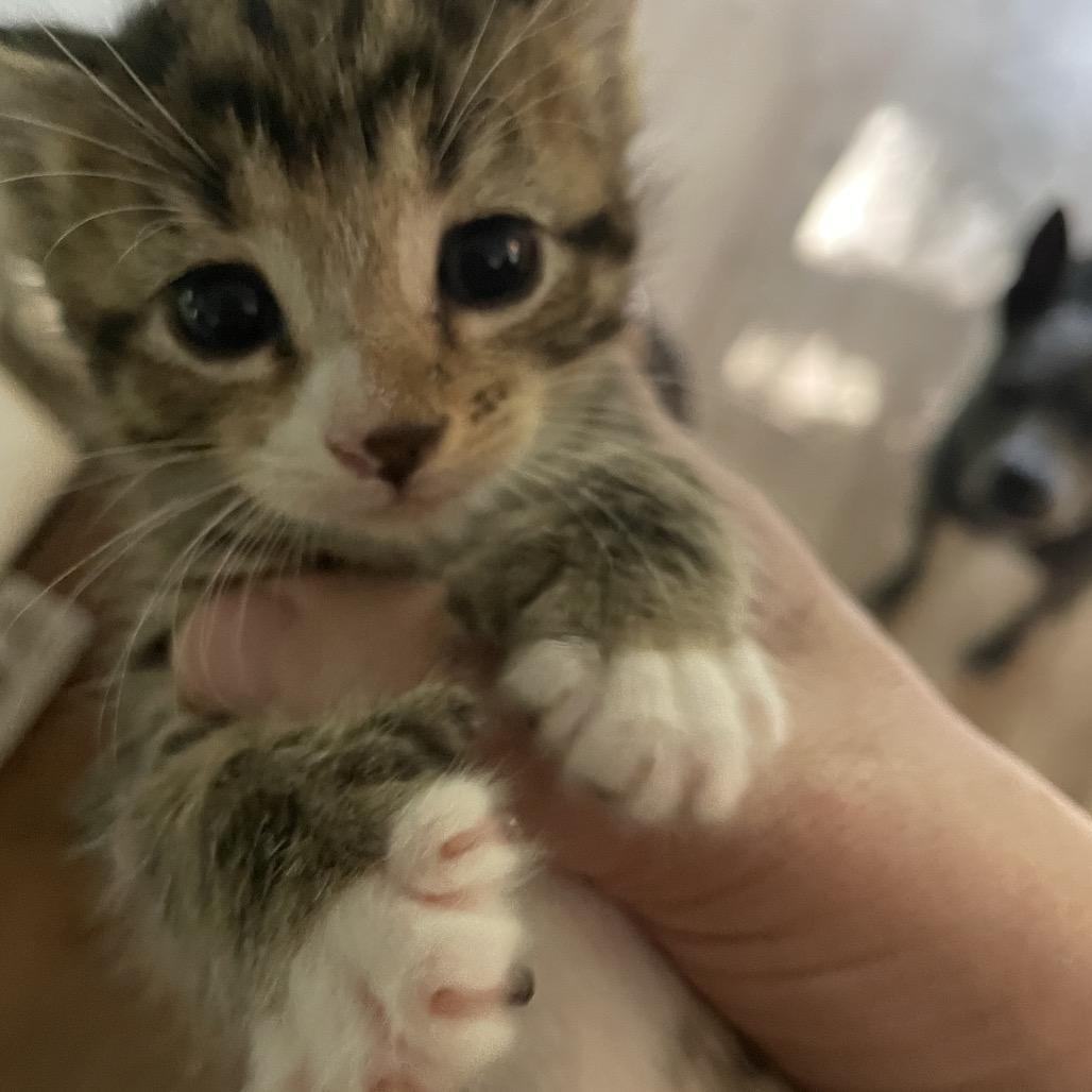 Leif Spring- TL, a Adoptable mixed breed in Tallahassee, FL image 5/6