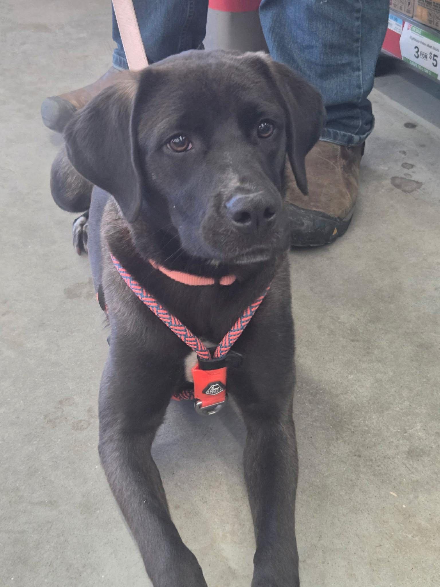 Mabel, a ADOPTABLE mixed breed in Brunswick, ME image 4/5