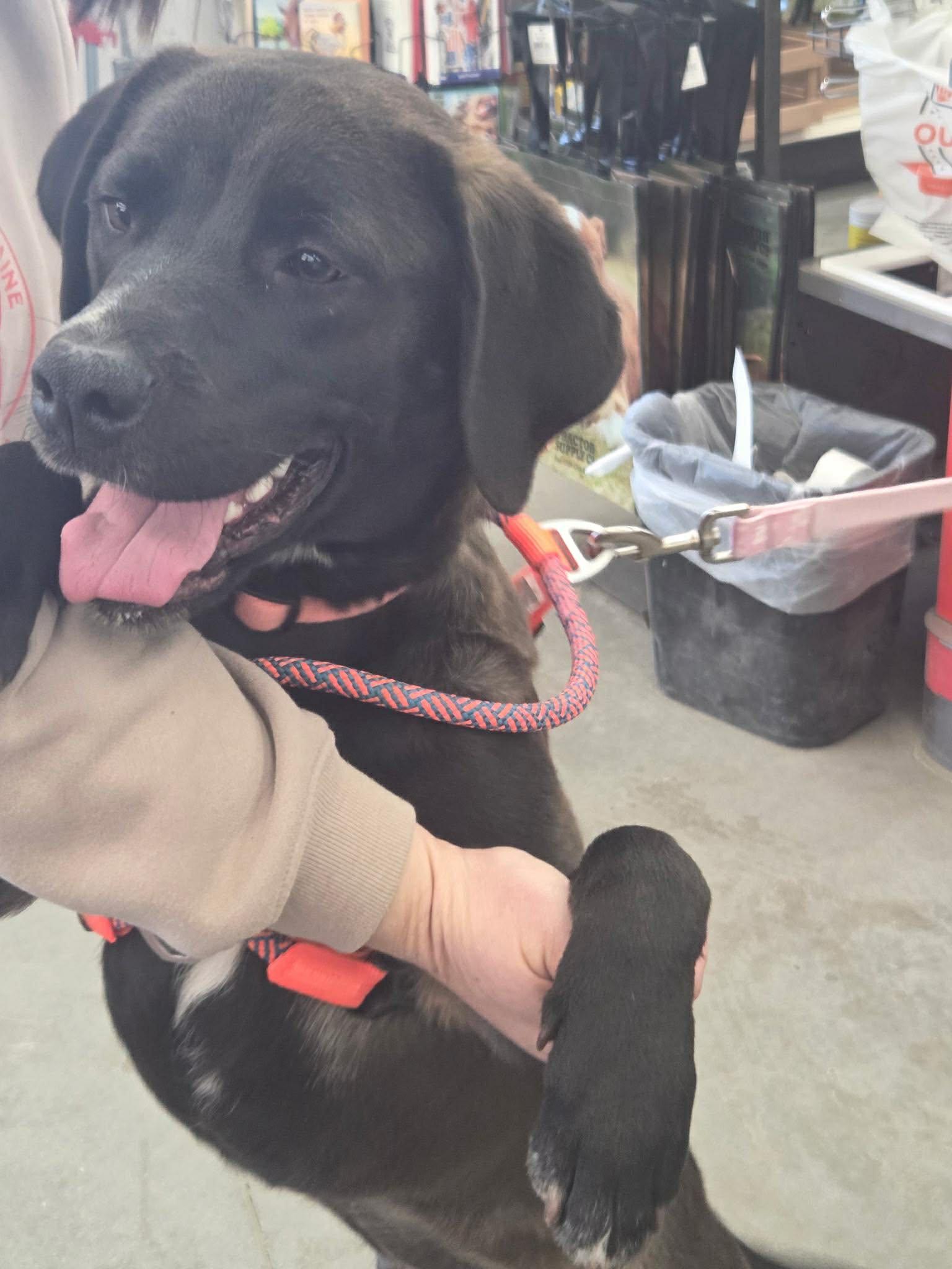 Mabel, a ADOPTABLE mixed breed in Brunswick, ME image 5/5