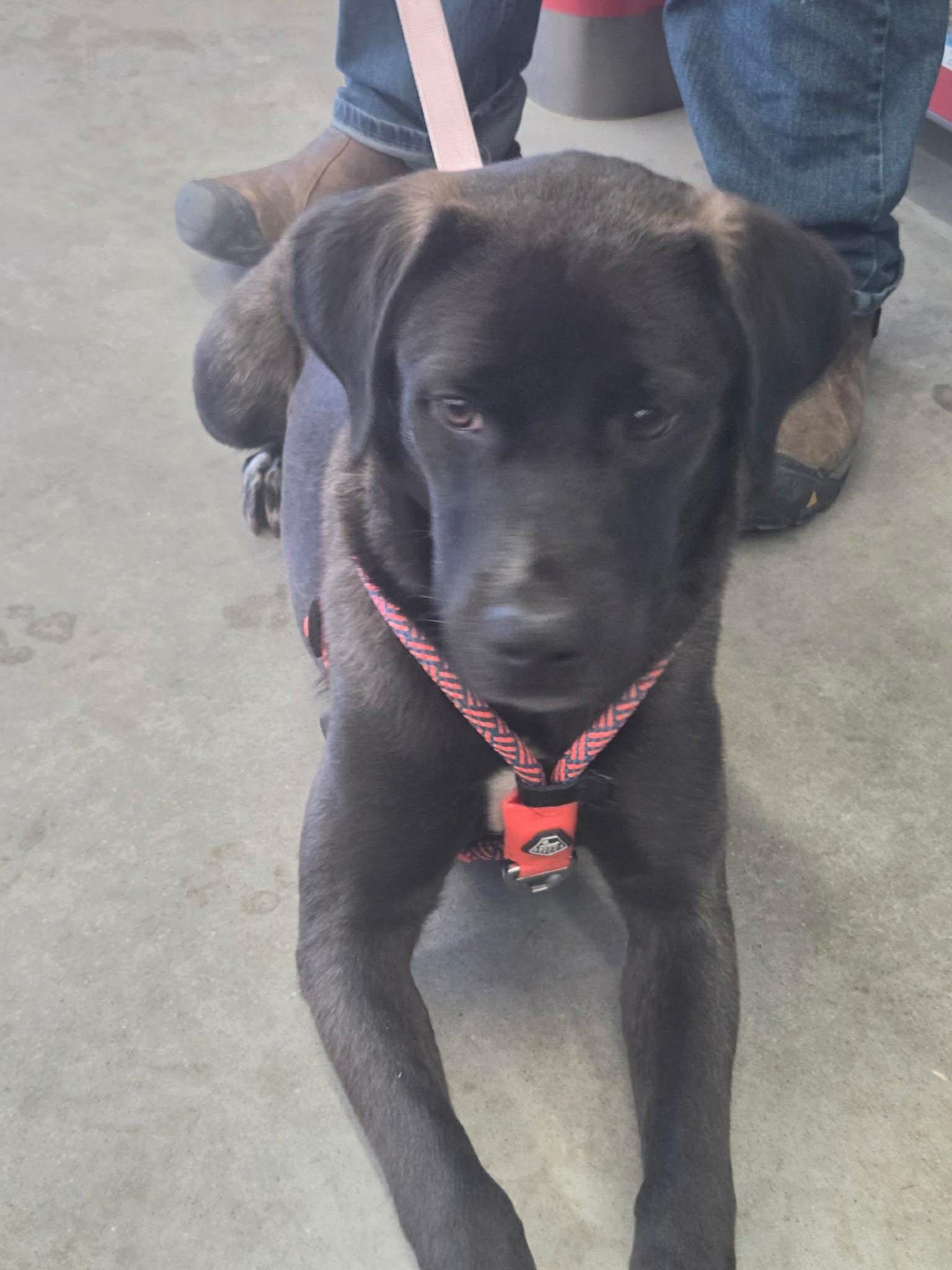 Mabel, a ADOPTABLE mixed breed in Brunswick, ME image 3/5