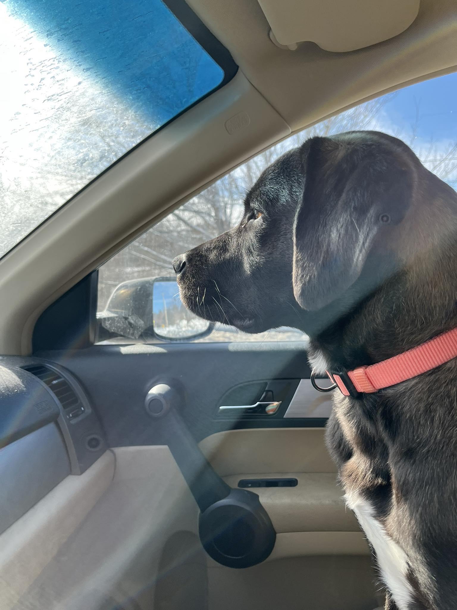 Mabel, a ADOPTABLE mixed breed in Brunswick, ME image 2/5