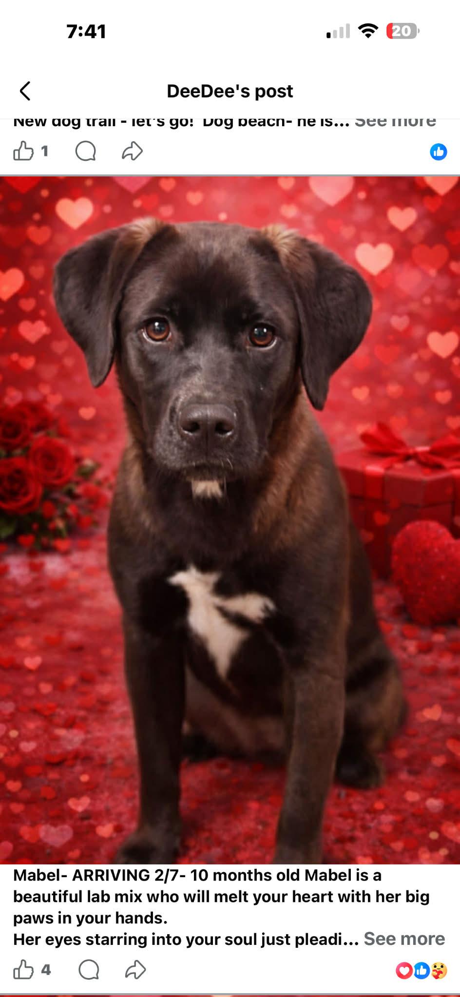 Enlarge Mabel, a ADOPTABLE mixed breed in Brunswick, ME image 1/1