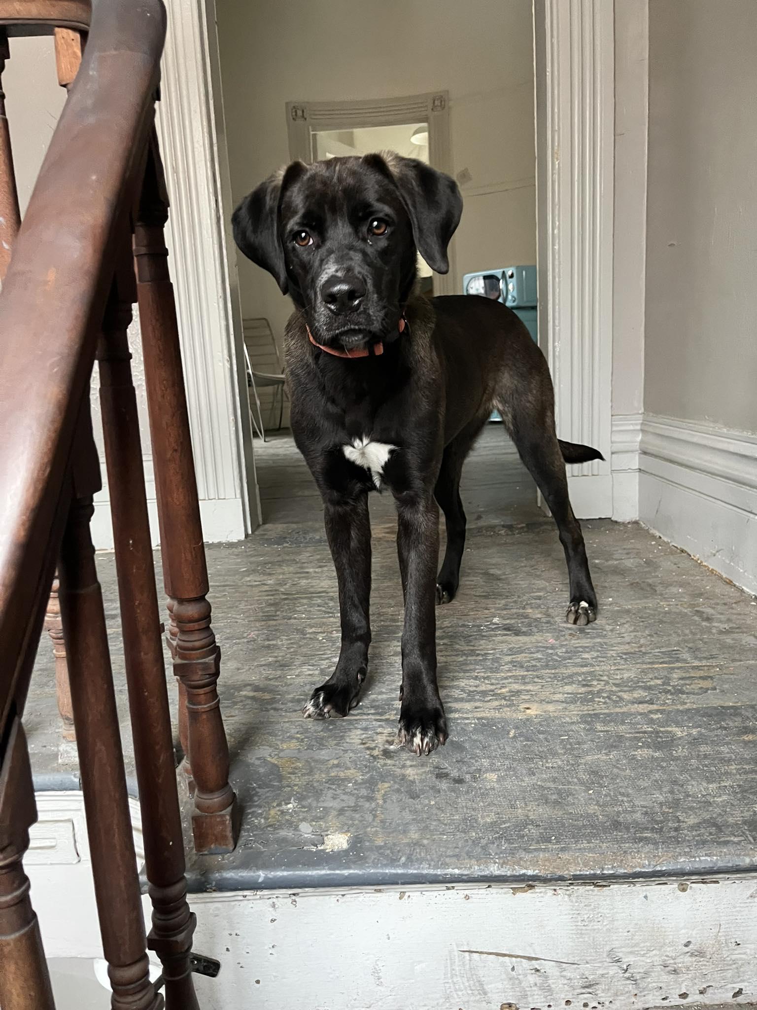 Mabel, ADOPTABLE, Young Female Labrador Retriever.