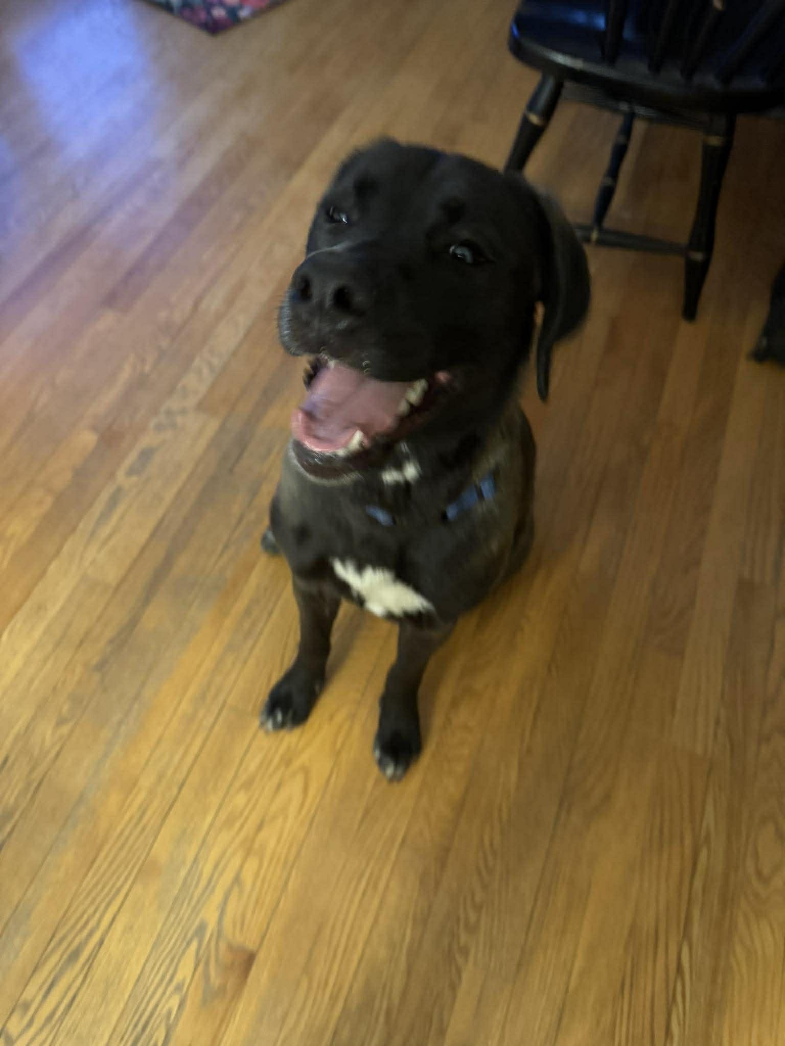 Enlarge Mabel, a ADOPTABLE mixed breed in Brunswick, ME image 1/6