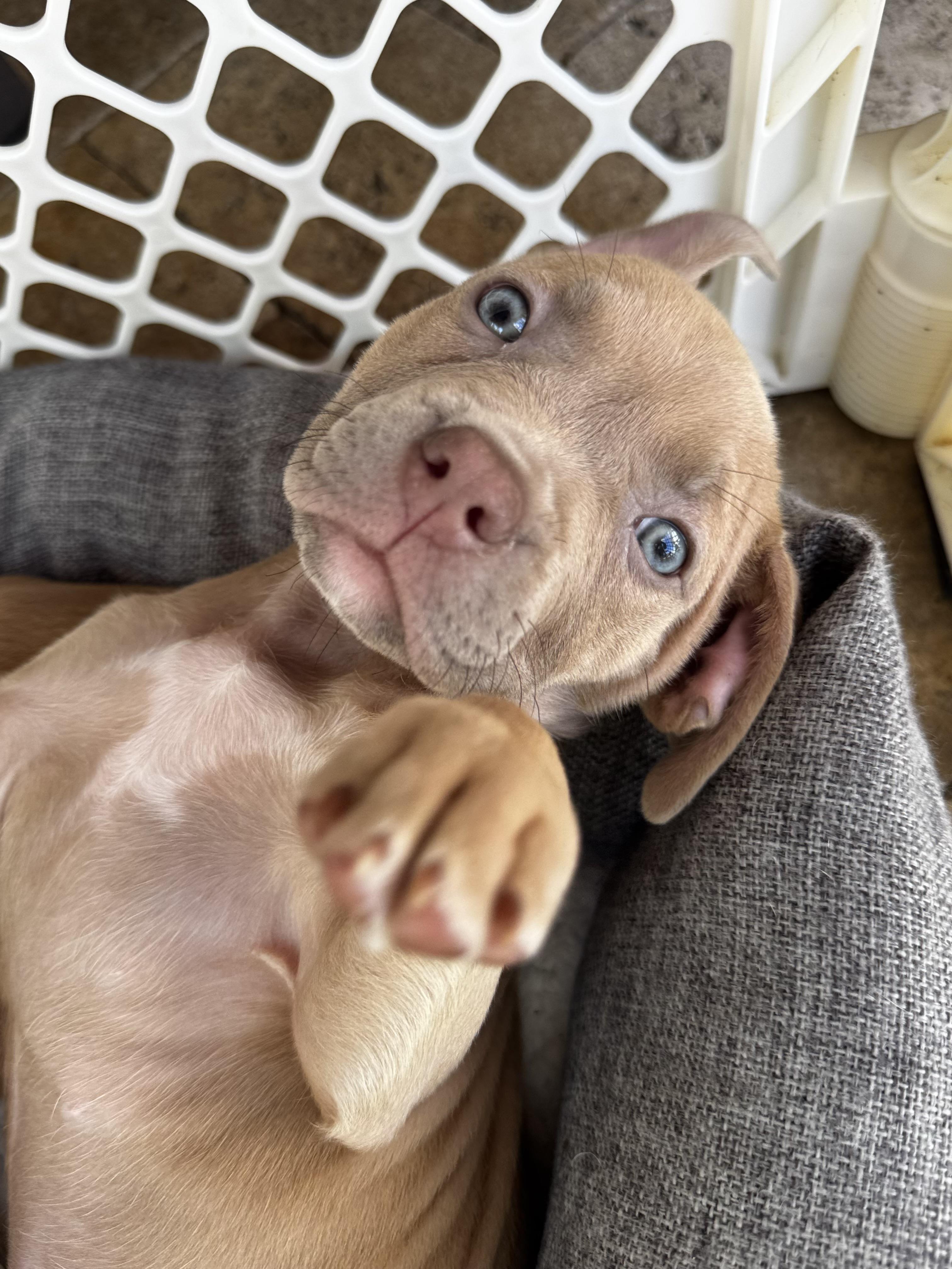 Ember, a ADOPTABLE Pit Bull Terrier in Miramar, FL image 3/5