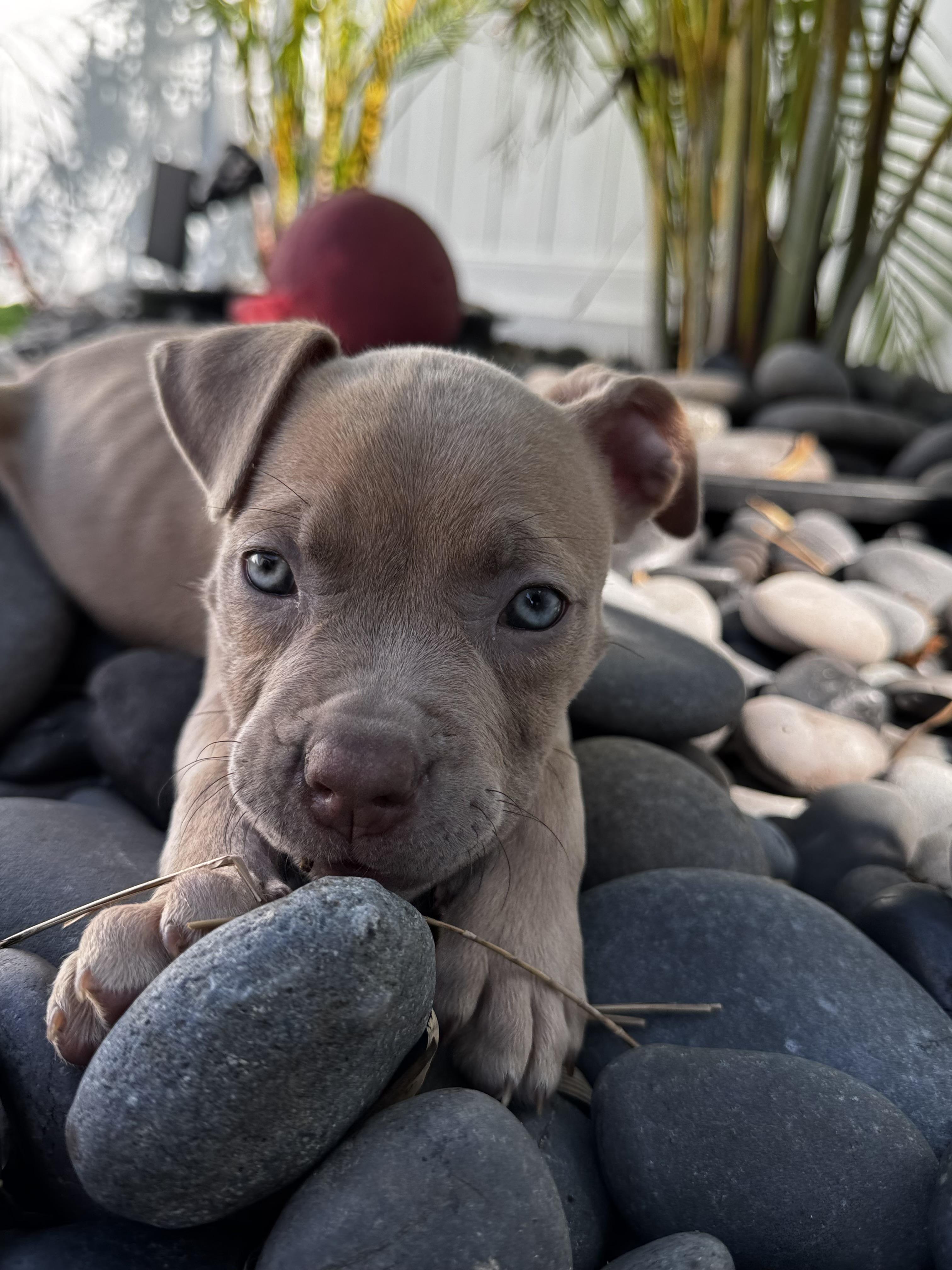 Ember, a ADOPTABLE Pit Bull Terrier in Miramar, FL image 2/5