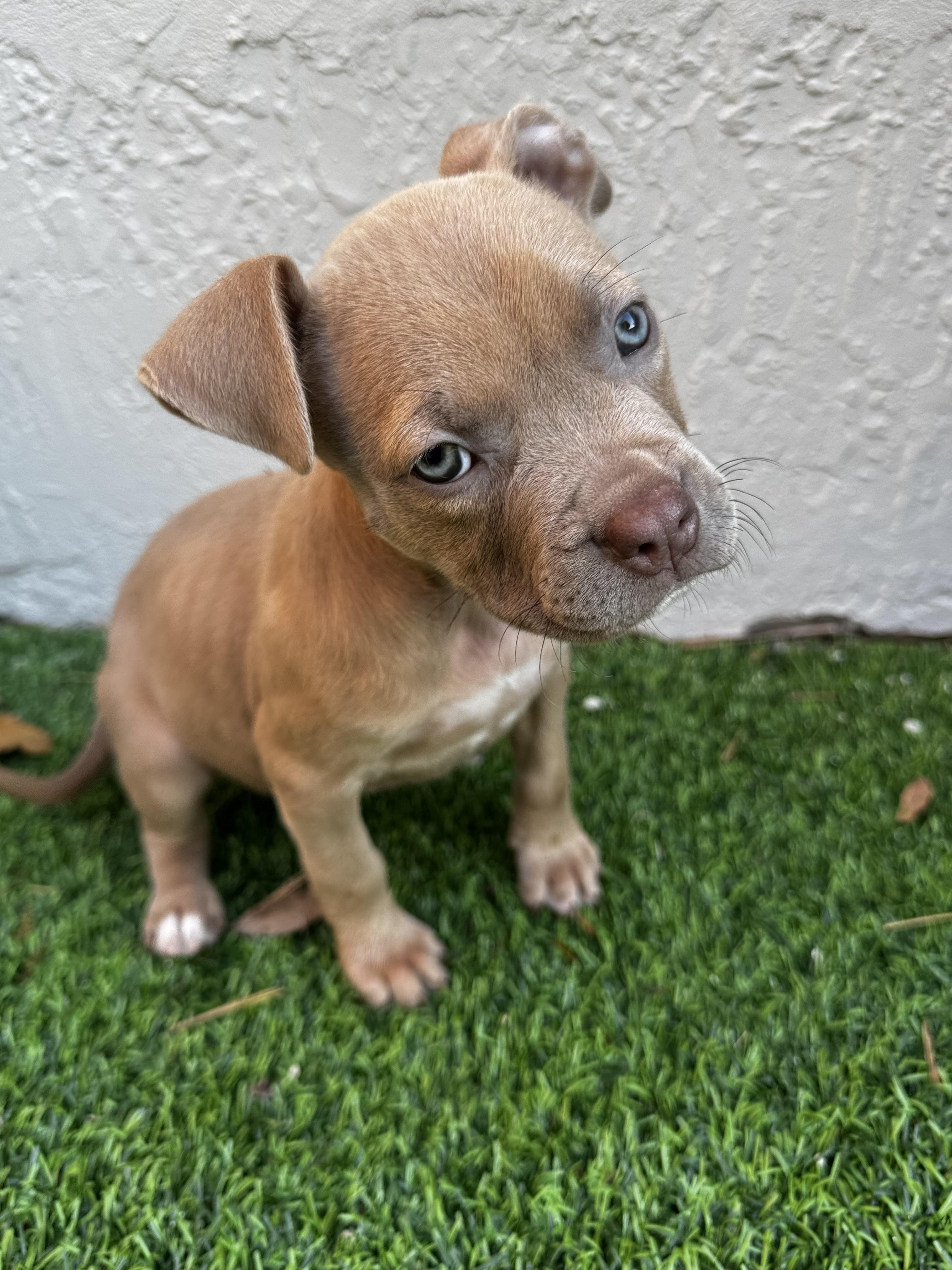 Ember, a ADOPTABLE Pit Bull Terrier in Miramar, FL image 5/5