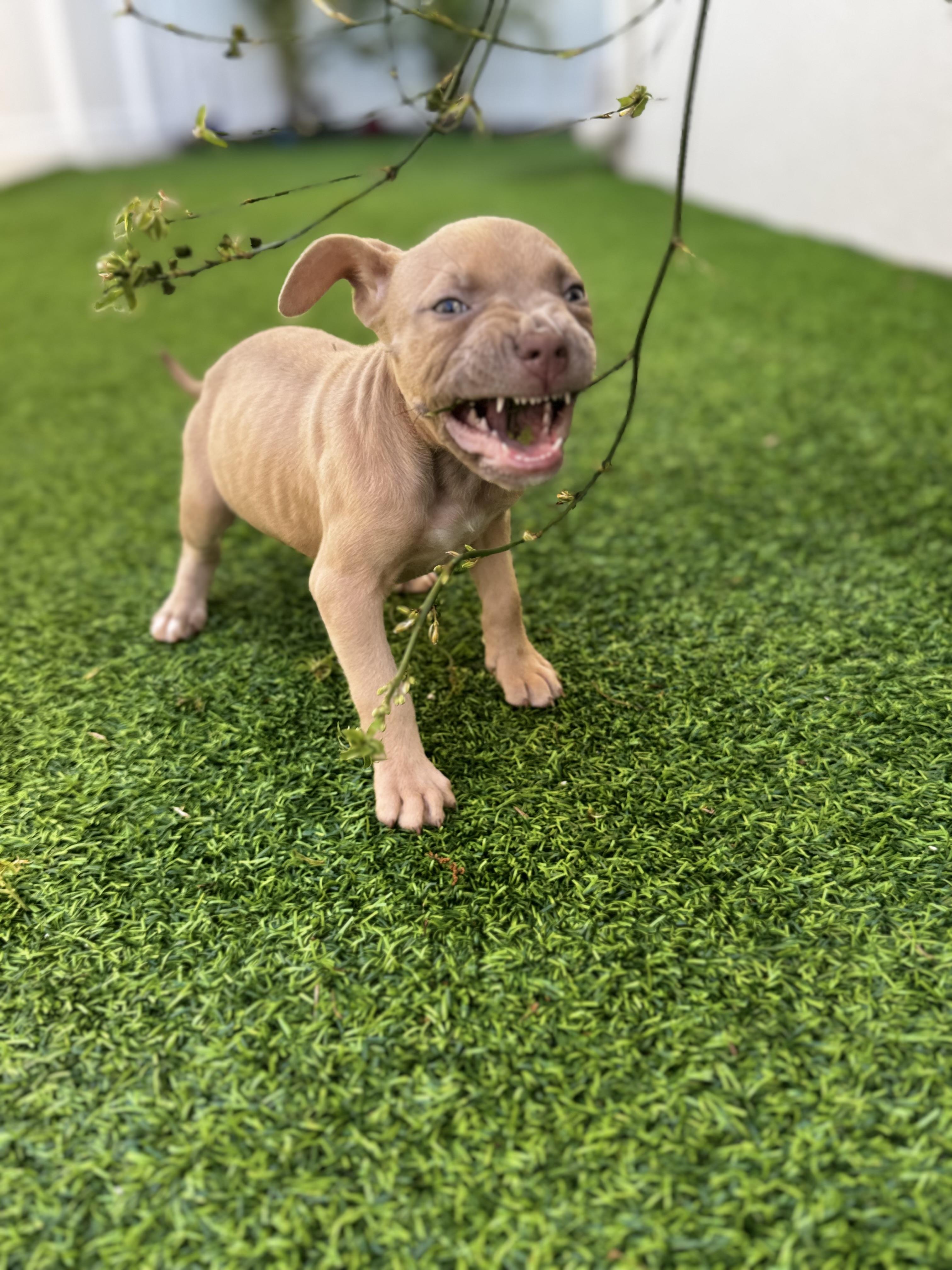 Ember, a ADOPTABLE Pit Bull Terrier in Miramar, FL image 1/5