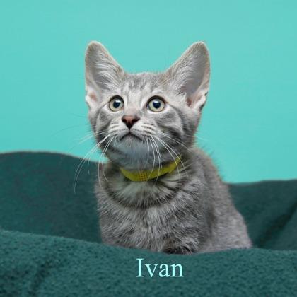 Enlarge Ivan, a Adoptable mixed breed in Parma, OH image 1/1