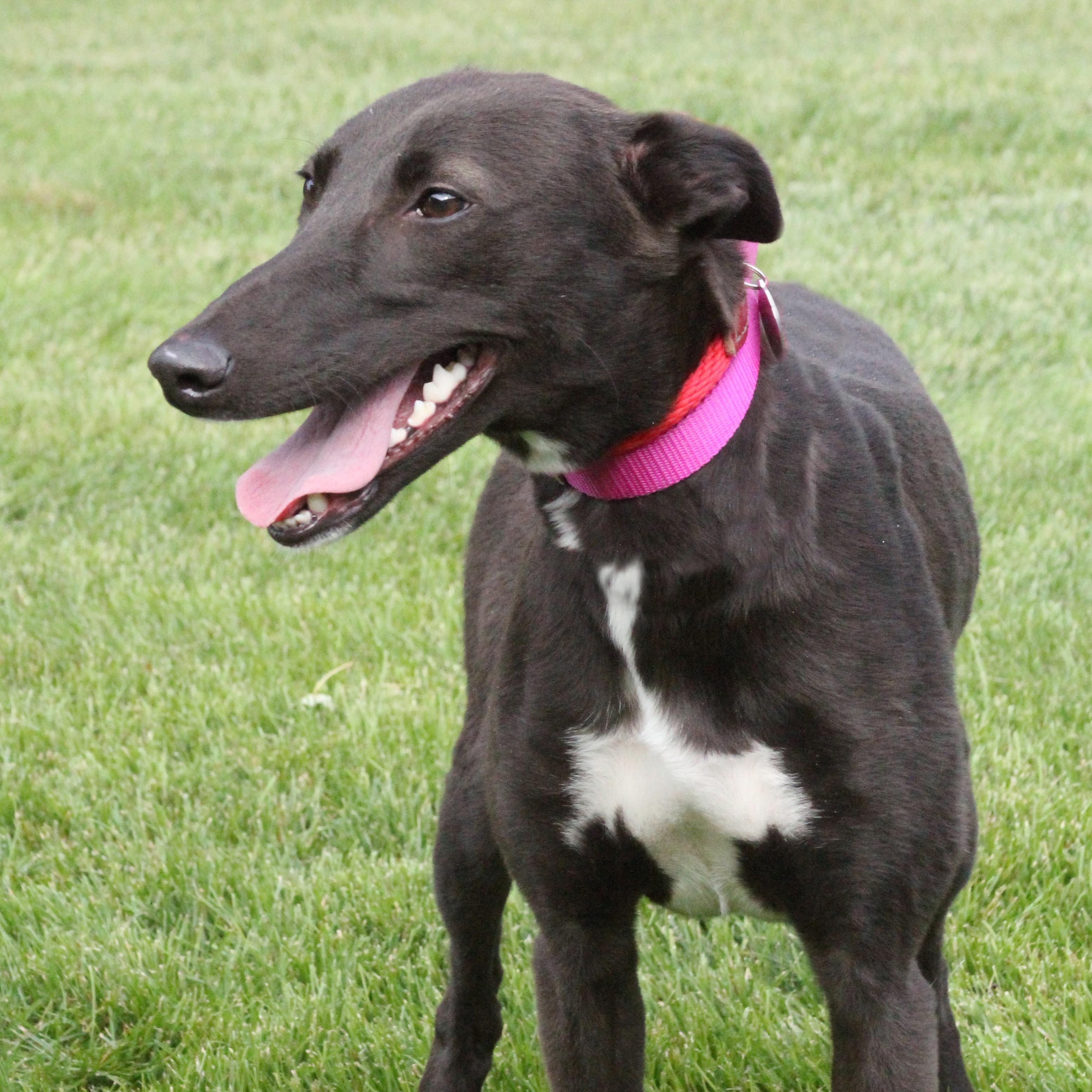Luna, Adoptable, Young Female Greyhound.