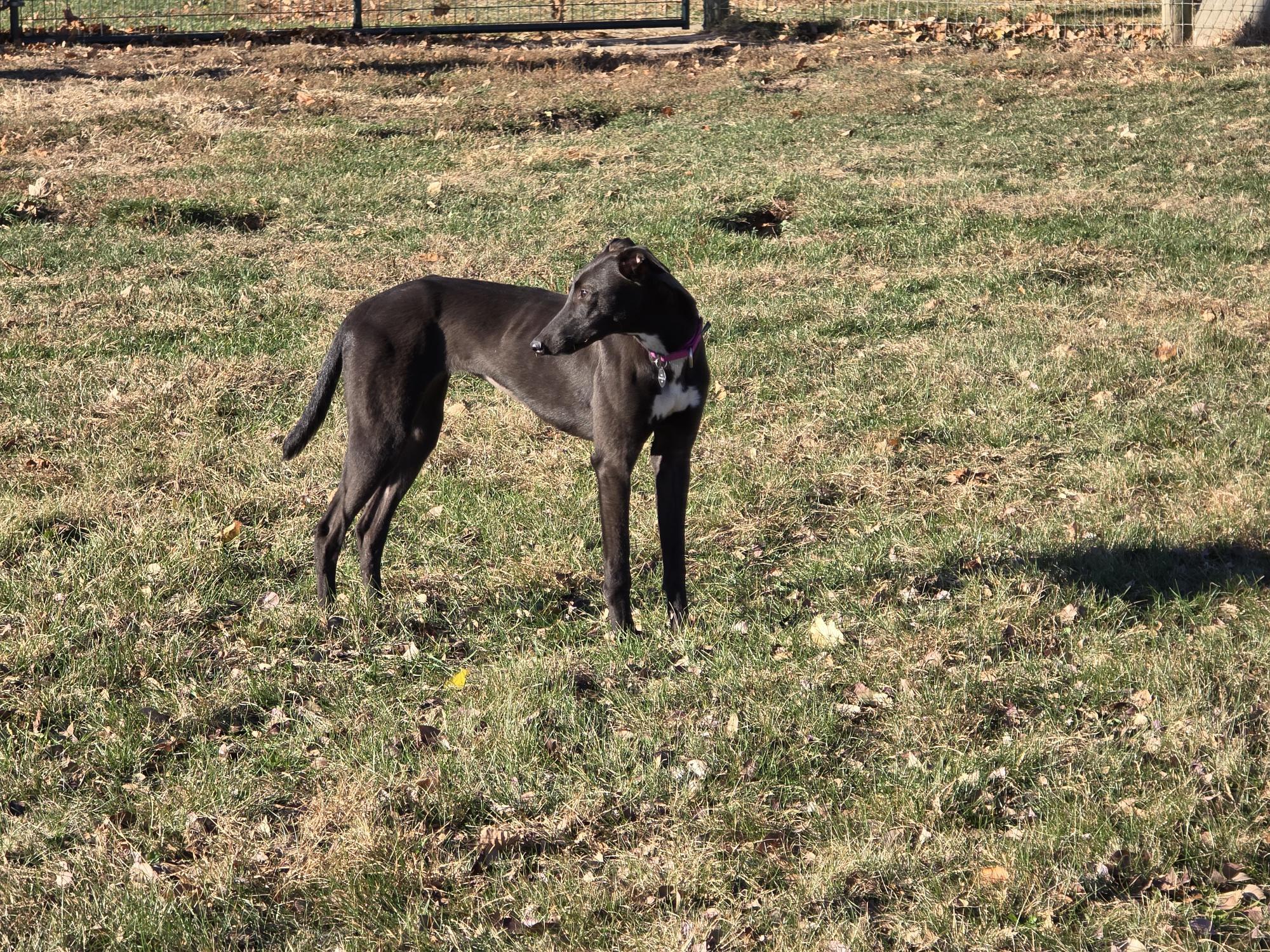 Luna, a Adoptable mixed breed in Goshen, IN image 2/3