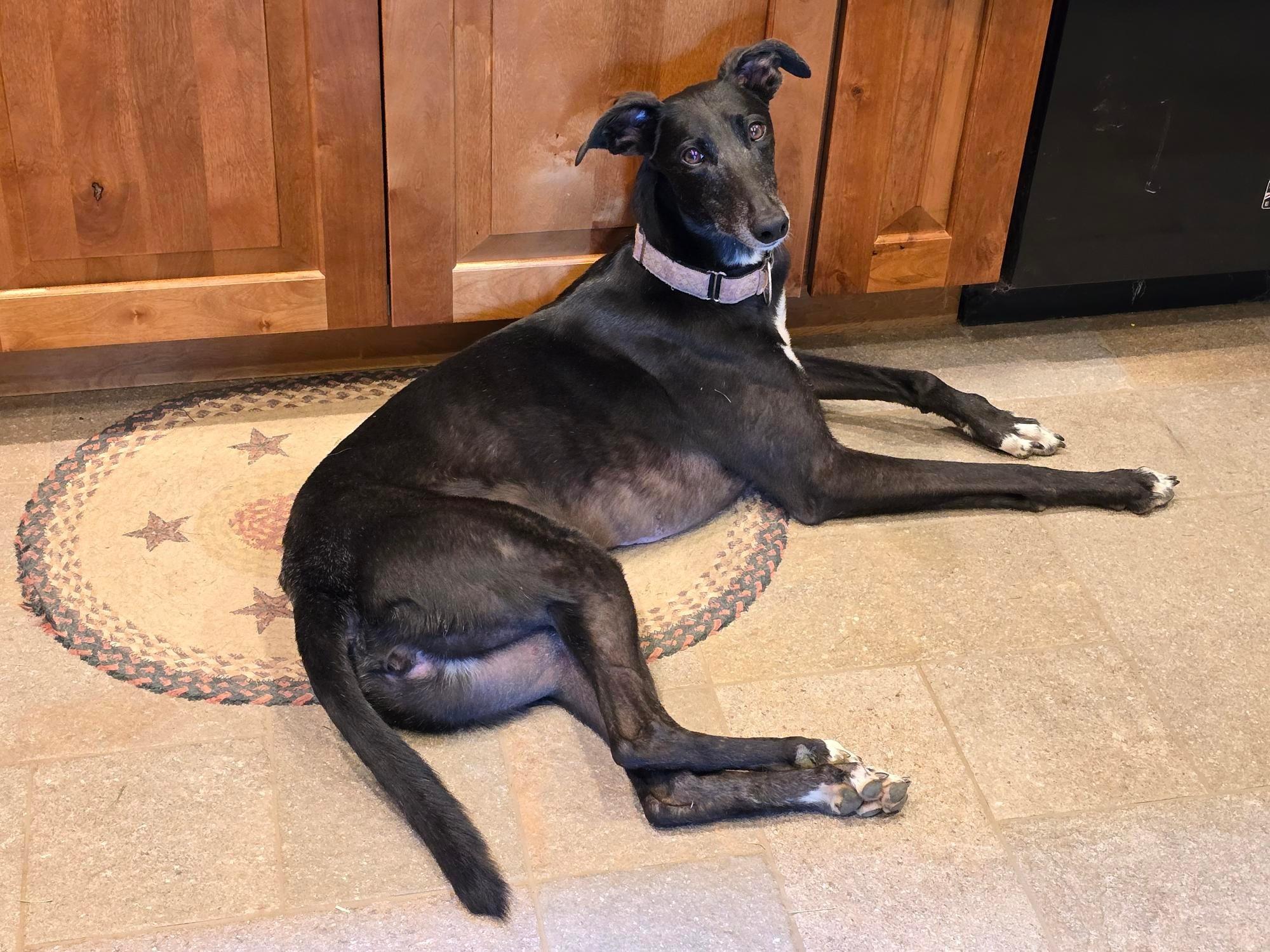 Enlarge Luna, a Adoptable mixed breed in Goshen, IN image 4/4