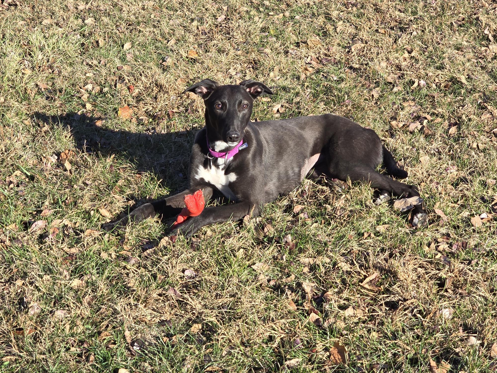 Luna, a Adoptable mixed breed in Goshen, IN image 3/3