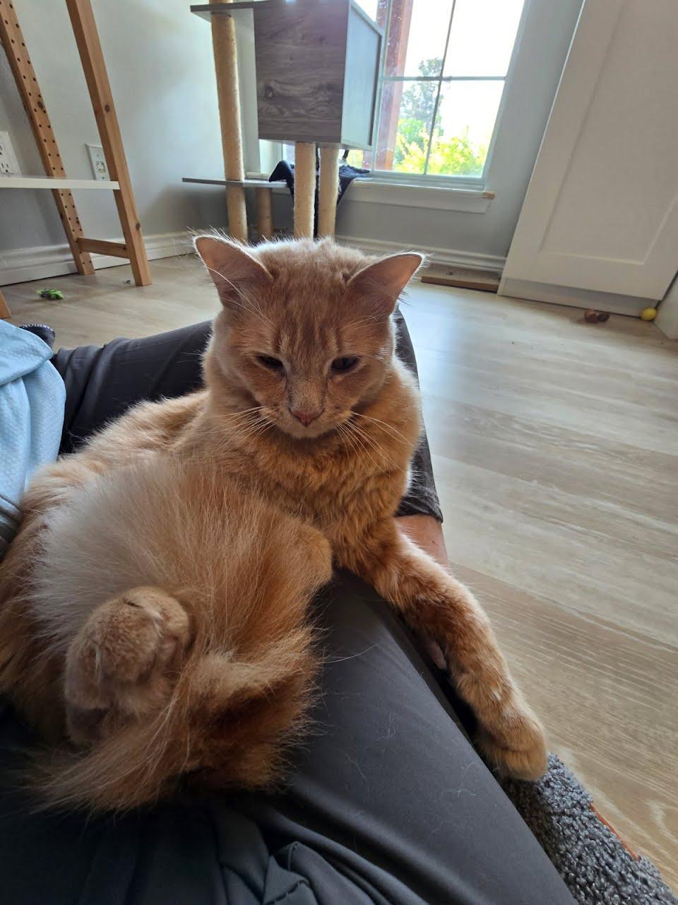 Jerry, Adopted, Adult Male Domestic Short Hair.